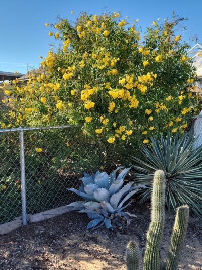 Velda Rose Nature Trail - Mesa, AZ