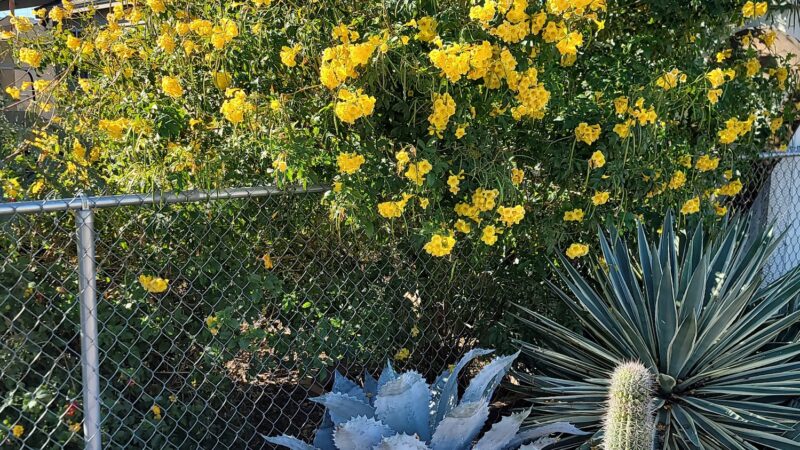 Velda Rose Nature Trail - Mesa, AZ