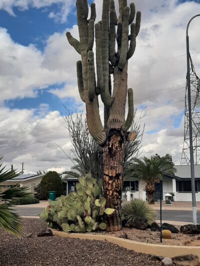 Velda Rose Nature Trail - Mesa, AZ