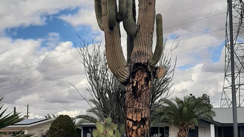 Velda Rose Nature Trail - Mesa, AZ