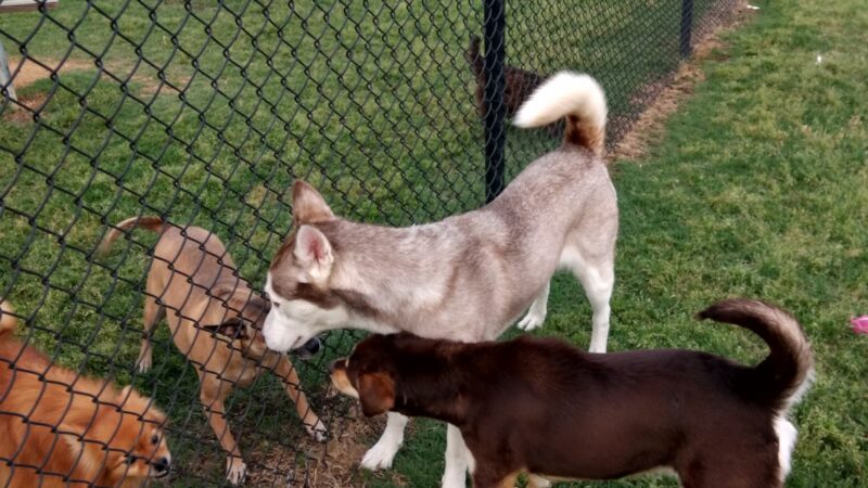 City of Mesquite Dog Park - Mesquite, TX