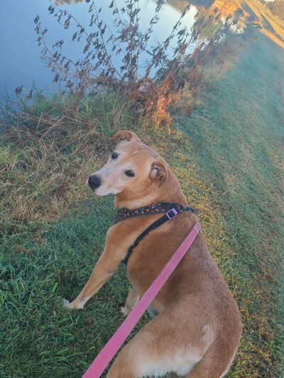 City of Mesquite Dog Park - Mesquite, TX