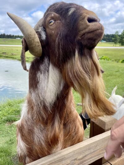Wild Georgia Safari Park - Metter, GA