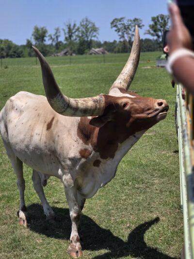 Wild Georgia Safari Park - Metter, GA