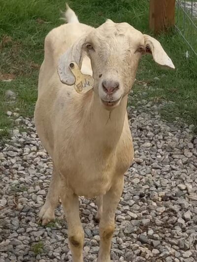 Wild Georgia Safari Park - Metter, GA