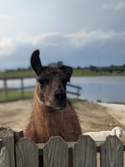Wild Georgia Safari Park - Metter, GA