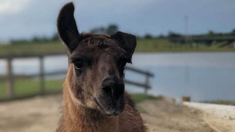 Wild Georgia Safari Park - Metter, GA