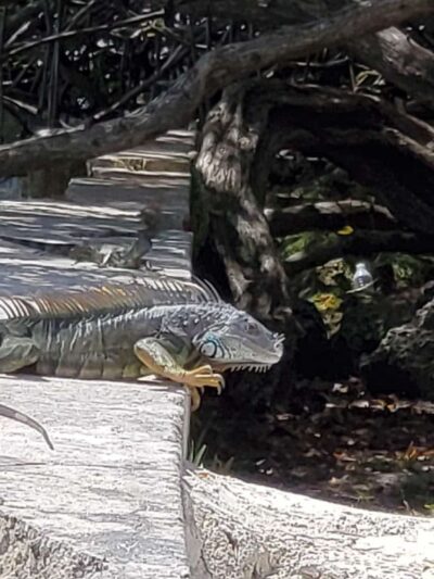 Baywood Park - Miami, FL