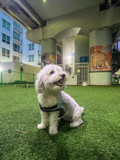 Biscuit’s Dog Park - Miami, FL