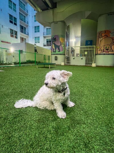 Biscuit’s Dog Park - Miami, FL