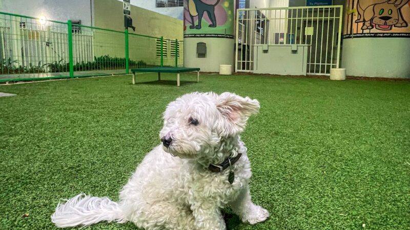 Biscuit’s Dog Park - Miami, FL