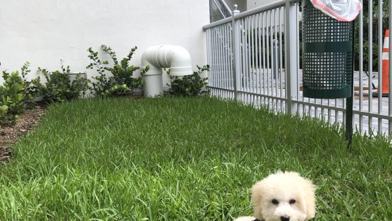 Canvas Dog Park - Miami, FL