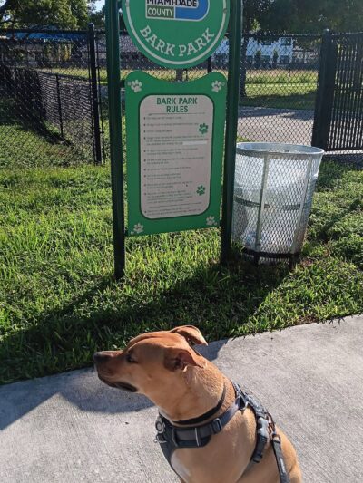 Dog Park - Miami, FL