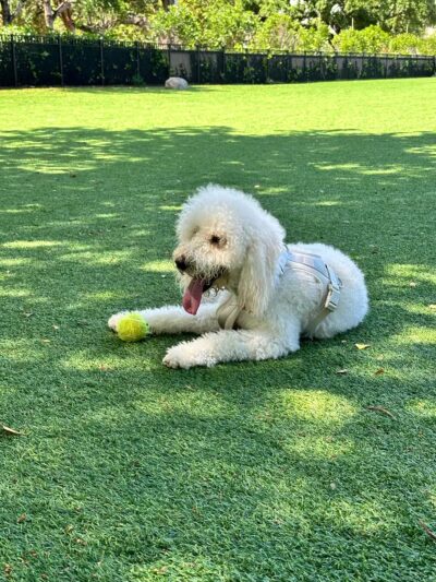 Dog Park - Miami, FL