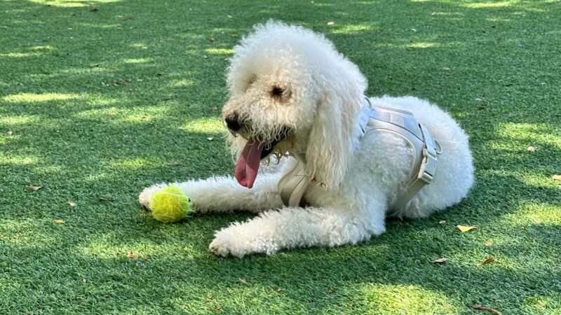 Dog Park - Miami, FL