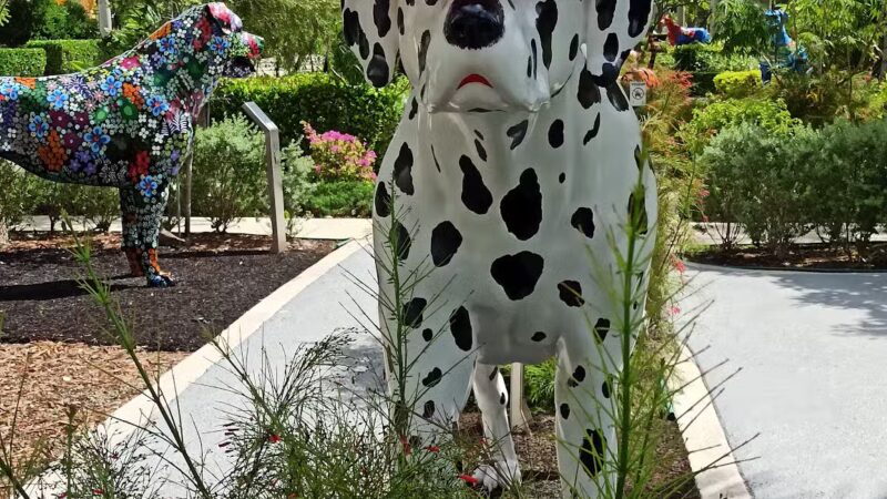 Dog Park - Miami, FL