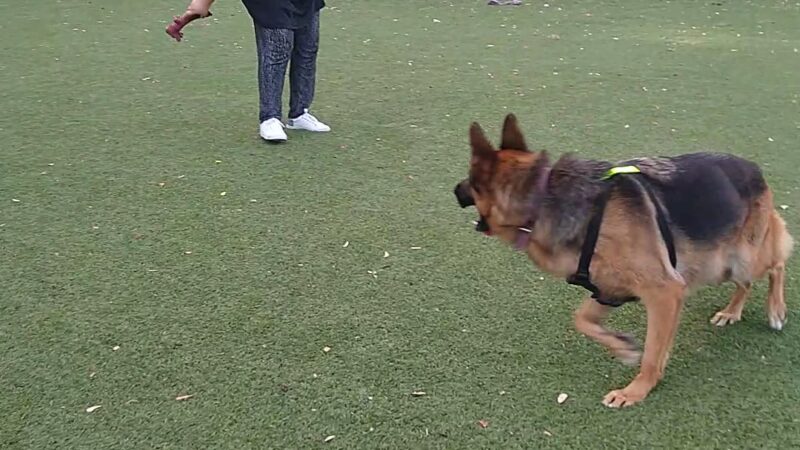 Dog Park - Margaret Pace Park - Miami, FL