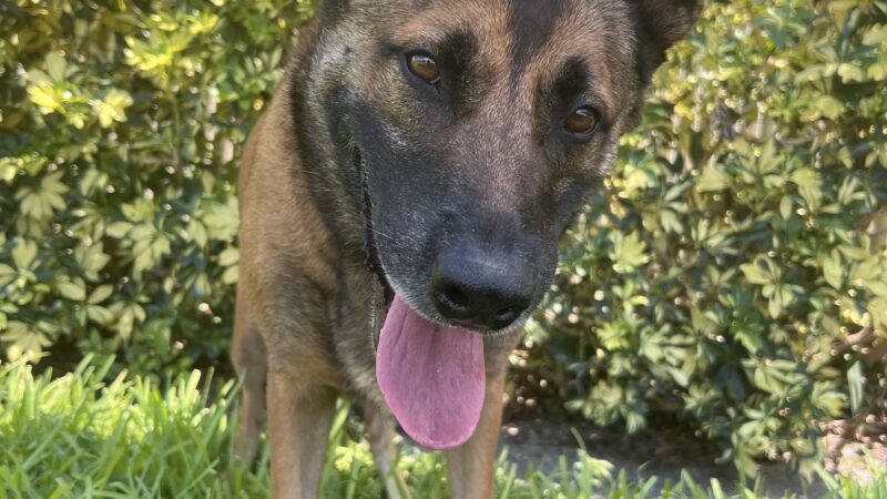 K9 Off Leash - Miami, FL