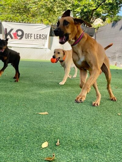 K9 Off Leash - Miami, FL