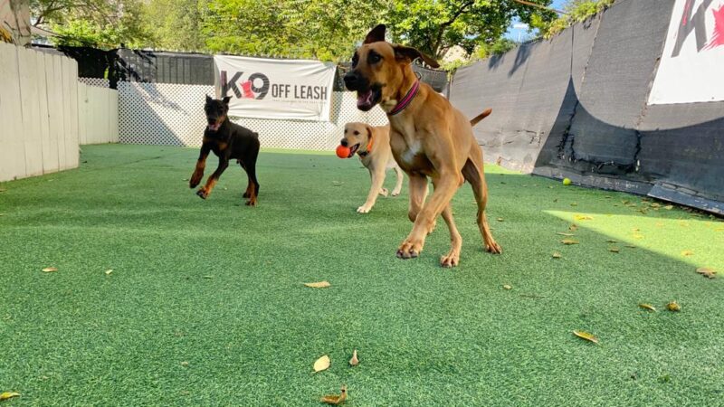 K9 Off Leash - Miami, FL