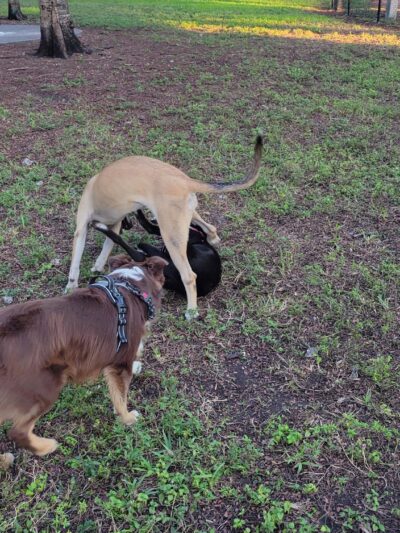 Lago Mar Park - Miami, FL