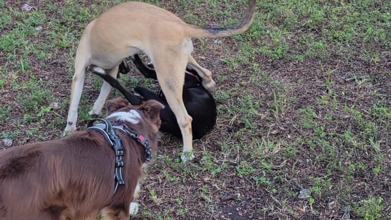 Lago Mar Park - Miami, FL
