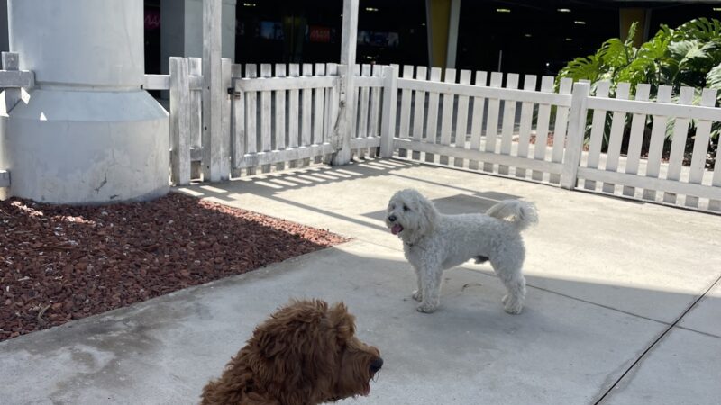 MIA Dog Park - Miami, FL