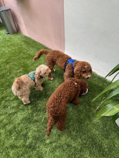 Paws & Tails Dog Daycare & Social Club - Miami, FL