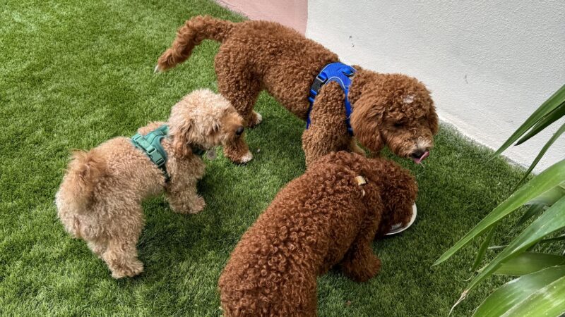 Paws & Tails Dog Daycare & Social Club - Miami, FL