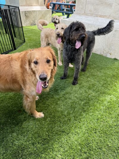 Paws & Tails Dog Daycare & Social Club - Miami, FL