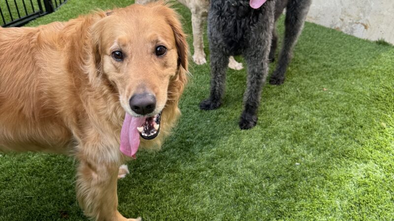 Paws & Tails Dog Daycare & Social Club - Miami, FL