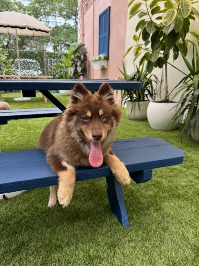 Paws & Tails Dog Daycare & Social Club - Miami, FL