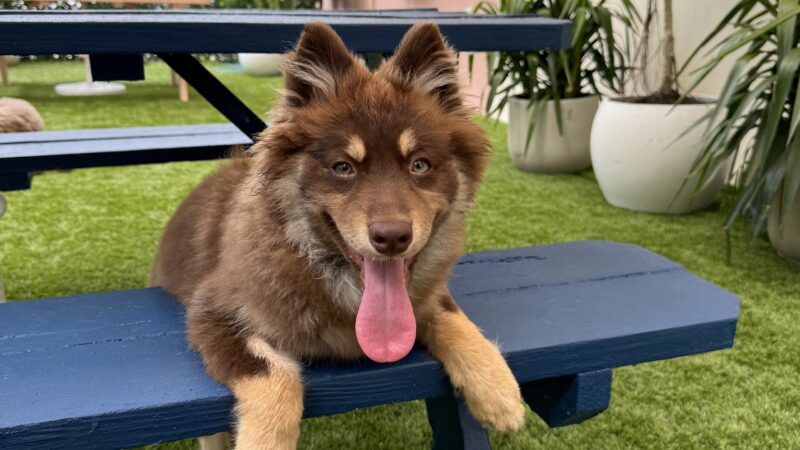 Paws & Tails Dog Daycare & Social Club - Miami, FL