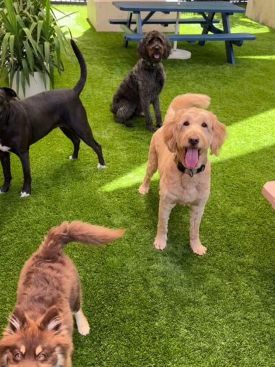 Paws & Tails Dog Daycare & Social Club - Miami, FL