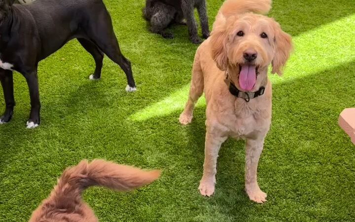 Paws & Tails Dog Daycare & Social Club - Miami, FL