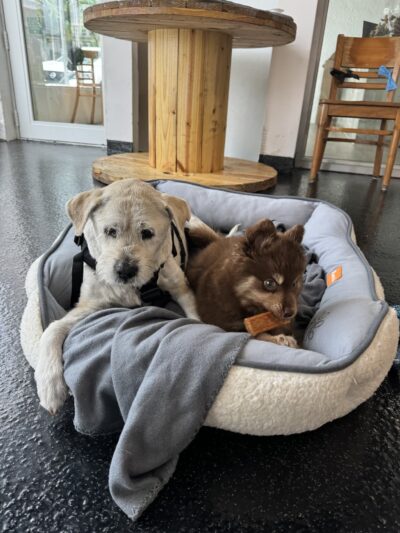 Paws & Tails Dog Daycare & Social Club - Miami, FL