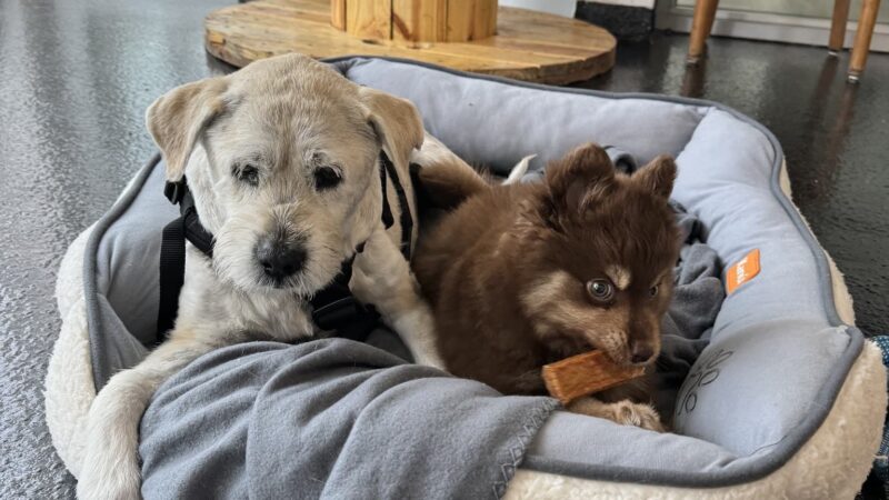 Paws & Tails Dog Daycare & Social Club - Miami, FL