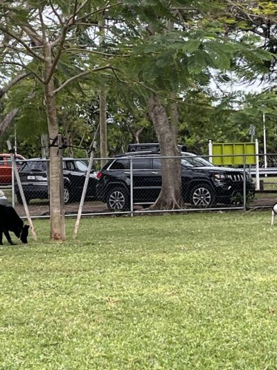 Miami Springs Dog Park - Miami Springs, FL