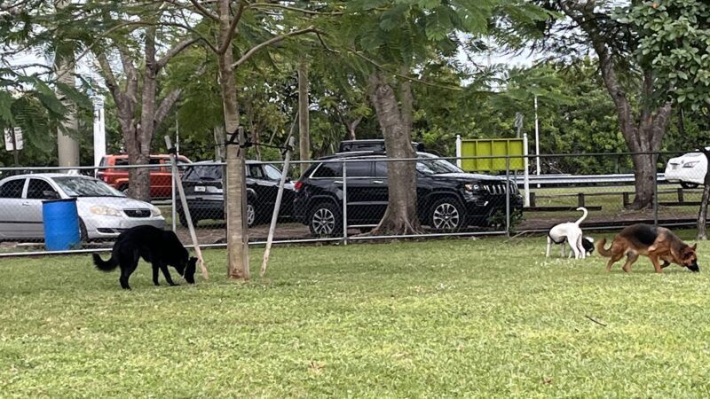 Miami Springs Dog Park - Miami Springs, FL