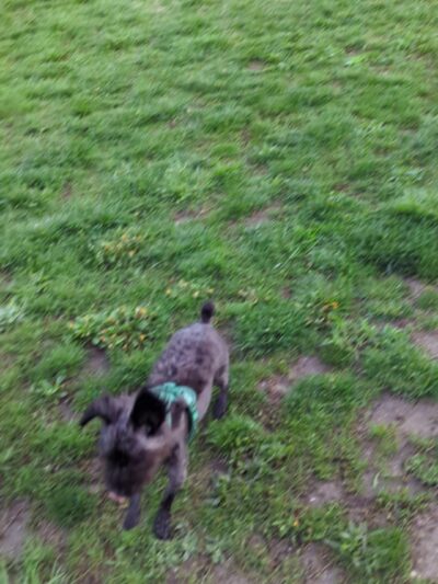 Canal Run Dog Park - Miamisburg, OH
