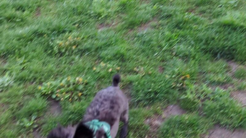 Canal Run Dog Park - Miamisburg, OH
