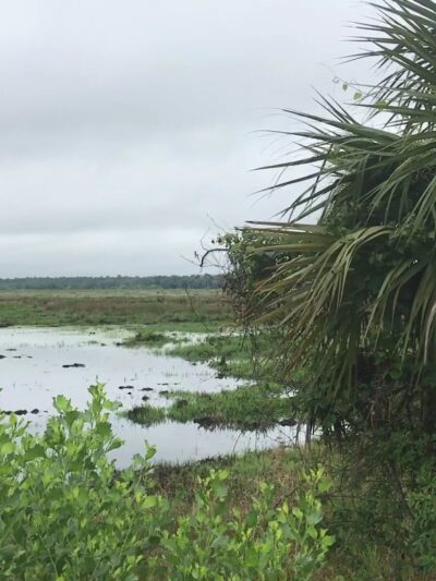 Barr Hammock Preserve - Micanopy, FL