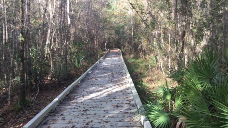 Barr Hammock Preserve - Micanopy, FL