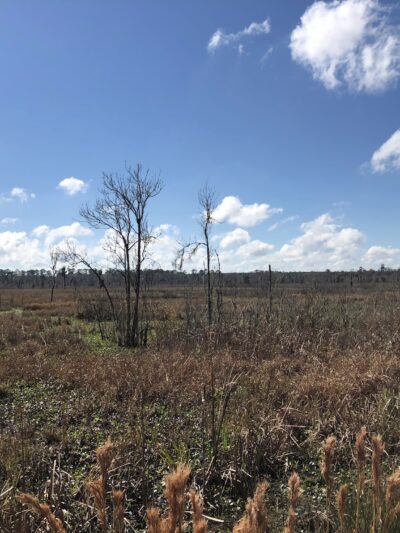 Barr Hammock Preserve - Micanopy, FL
