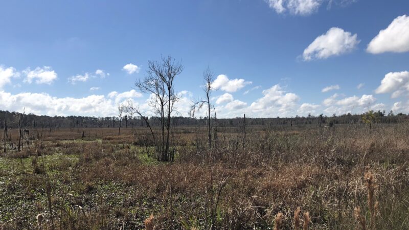 Barr Hammock Preserve - Micanopy, FL