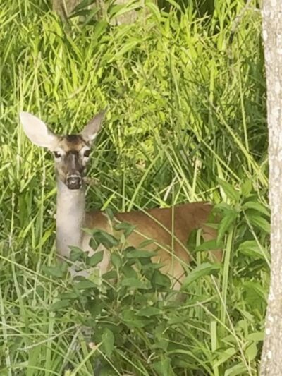 Levy Loop Trailhead - Micanopy, FL