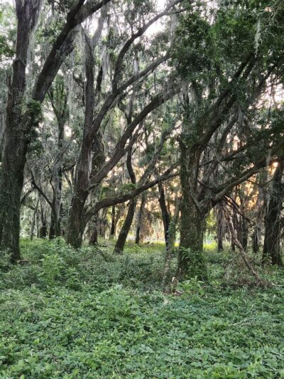 Marjorie A. Hoy Memorial Park at Orange Lake Overlook - Micanopy, FL