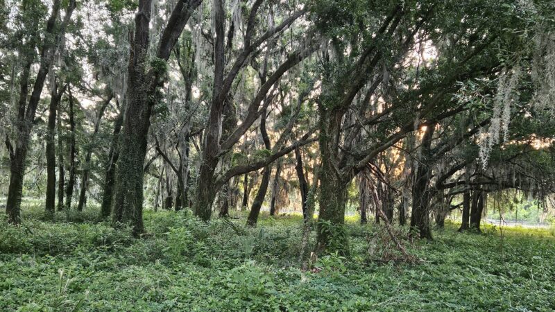 Marjorie A. Hoy Memorial Park at Orange Lake Overlook - Micanopy, FL