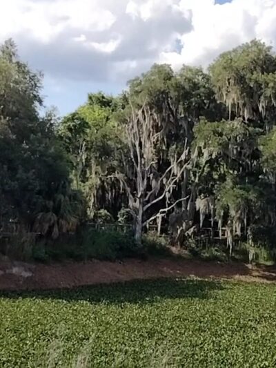 Paynes Prairie Preserve State Park - Micanopy, FL