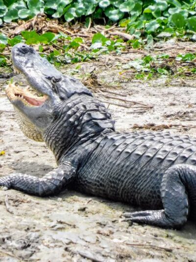 Paynes Prairie Preserve State Park - Micanopy, FL